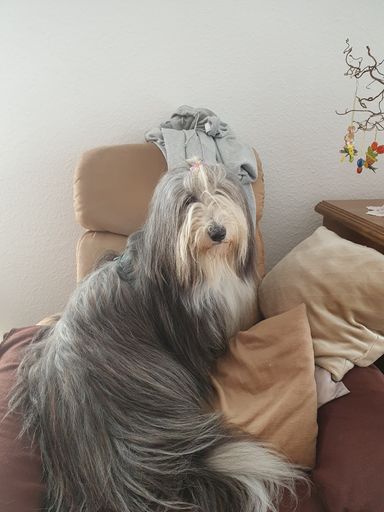 Frau  "Königin "