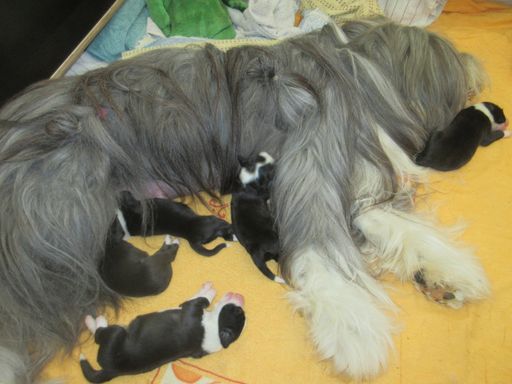 Alle Welpen liegen am liebsten bei Mama